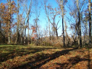 13 BLUFFS AT CEDAR CREEK