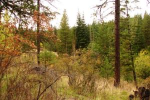 Acreage for Sale in Hayden Lake Idaho - Avondale on Hayden - Friar Drive