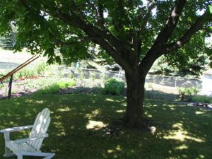Back yard