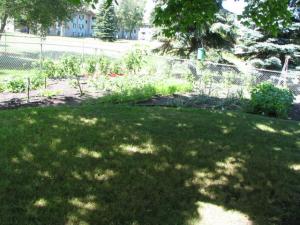 back yard