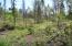Plenty of Healthy New Tree Growth! Plenty of Healthy New Tree Growth!