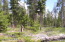 Rustic Fence & New Trees Rustic Fence & New Trees
