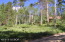 More fabulous Aspens on the 2ND Lot More fabulous Aspens on the 2ND Lot