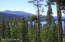 Beautiful New Growth of Trees! Beautiful New Growth of Trees!
