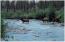 Elk Visitors Crossing the River Elk Visitors Crossing the River