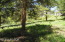 Gorgeous Mature Trees in Back Yard Gorgeous Mature Trees in Back Yard