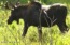 The Neighborhood Moose