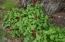 Beautiful wild flowers grow abundantly Beautiful wild flowers grow abundantly