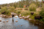 Colorado River Moose Visitors Colorado River Moose Visitors