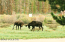Two Bull Moose in Action Two Bull Moose in Action