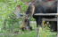 A Bull Moose munching away on the greens A Bull Moose munching away on the greens