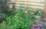 Side Garden