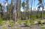 New Tree Growth all over the parcel! New Tree Growth all over the parcel!