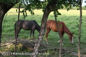 FRANQUICIA MASTER Terreno En Venta En Panama - Los Rios C&oacute;digo FLEX: 11-86