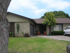 1450  Camellia