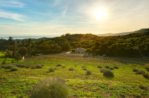 580  TORO CANYON