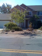 3350  PINE