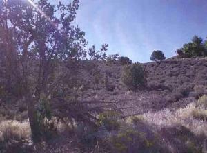 Photo of Listing #11-130141