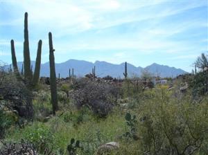1197 W Tortolita Mountain Cir Oro Valley Arizona 85755