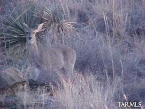 18003 S Via El Caballo Prieto  Vail Arizona 85641