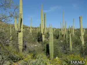 10245 E Sabino Estates Dr Tucson Arizona 85749