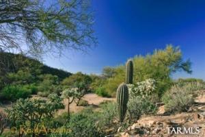 13902 N Dove Canyon Pass Marana Arizona 85658