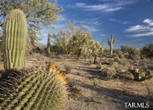 8804 N National Sky Pl Tucson Arizona 85742