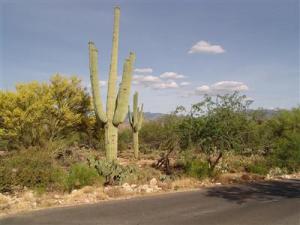 4832 N Placita Borboa  Tucson Arizona 85749