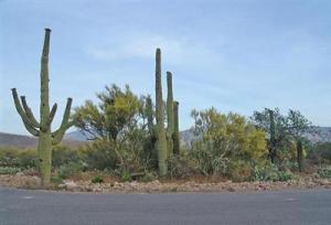 4828 N Placita Pajarillo  Tucson Arizona 85749