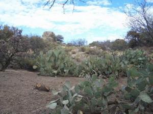  W Linda Vista Rd Oracle Arizona 85623