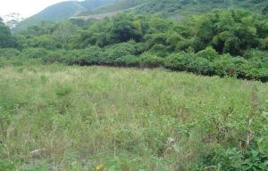 FRANQUICIA MASTER COLOMBIA Terreno en Venta en Colinas de Momboy en Valera Código: 04-4252 No.8