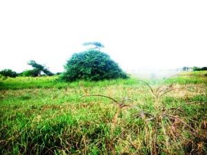 Terreno Residencial / Venta / Higuerote / Club Campestre El Paraiso / FLEXMLS-09-2589