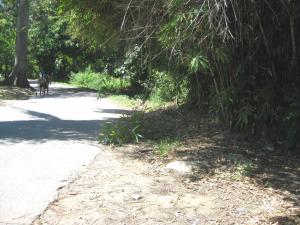 EILEEN CASTILLO Terreno  Venta Choroni Calle Principal FLEXMLS-09-6611