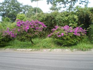 EILEEN CASTILLO Terreno  Venta Maracay El Castaño FLEXMLS-09-7535