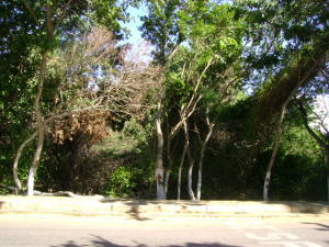 Terreno Residencial / Venta / Municipio Arismendi La Asuncion / Salamanca / FLEXMLS-10-7889
