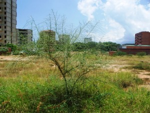 CLAUDIA MARRERO Y MIGUEL SANCHEZ Terreno  Venta Catia La Mar Playa Grande FLEXMLS-10-7935