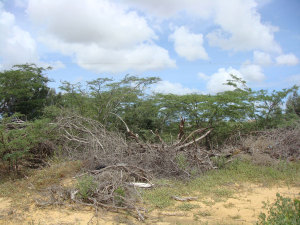 Terreno Residencial / Venta / Punto Fijo / Guanadito / FLEXMLS-10-8921
