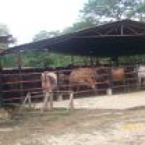 JUSMERI ESPINA Industrial Venta Santa Cruz de Mara Via Principal FLEXMLS-10-9841