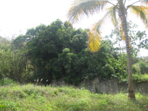 IGNATHELL RAMIREZ Terreno Residencial En Venta En Maracay - El Limon C&oacute;digo FLEX: 11-1098 No.2