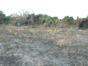 EILEEN CASTILLO Terreno Industrial En Venta En Santa Cruz de Aragua - Zona Industrial San Crispin Código FLEX: 11-1555 No.1
