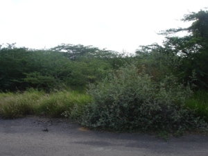 Terreno Residencial / Venta / Punto Fijo / Guanadito / FLEXMLS-11-4892