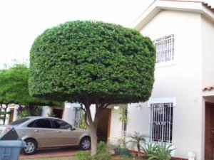 MASTER INTERNATIONAL Townhouse en Alquiler en Canchancha en Maracaibo Código: 11-5201 No.1