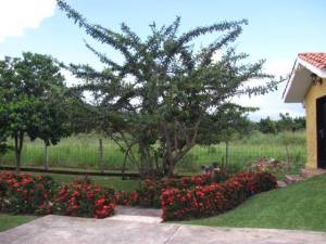 Estela Beatriz P�rez Rivas Casa En Venta En Valencia - Safari Country Club C&oacute;digo FLEX: 11-7545 No.7