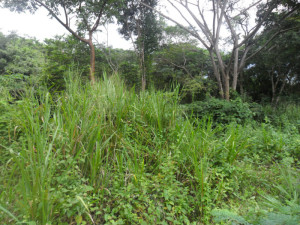 MARIA ALBA GIORDANO Terreno Comercial En Venta En Municipio Naguanagua - Trincheras C&oacute;digo FLEX: 11-8271 No.4