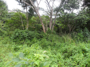 MARIA ALBA GIORDANO Terreno Comercial En Venta En Municipio Naguanagua - Trincheras C&oacute;digo FLEX: 11-8271 No.6