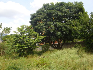 MARIA ALBA GIORDANO Terreno Comercial En Venta En Municipio Naguanagua - El Cafetal C&oacute;digo FLEX: 11-8491 No.3