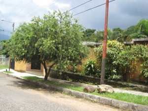 THAYDA MONTERO V-04521574-8 Casa En Venta En Valencia - Guataparo C&oacute;digo FLEX: 12-239