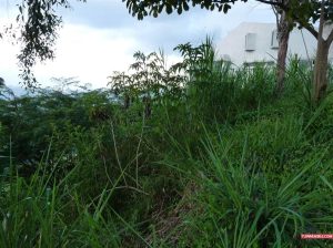 En el terreno